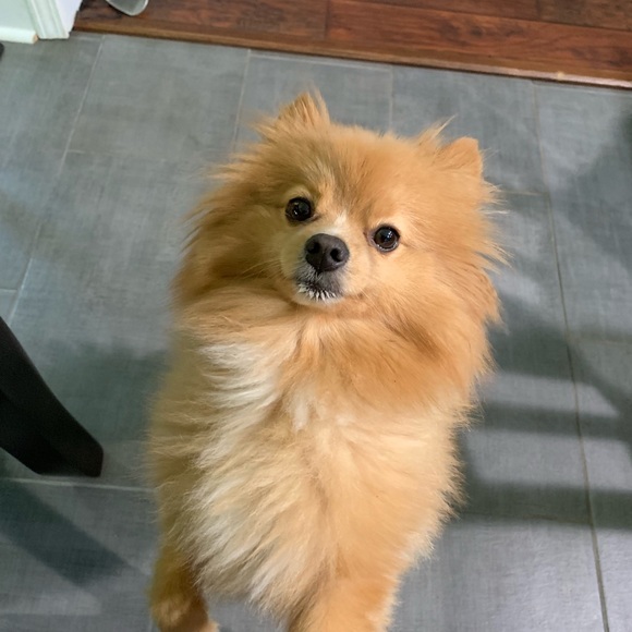 Meet the Posher Other - Meet your Posher, Summer